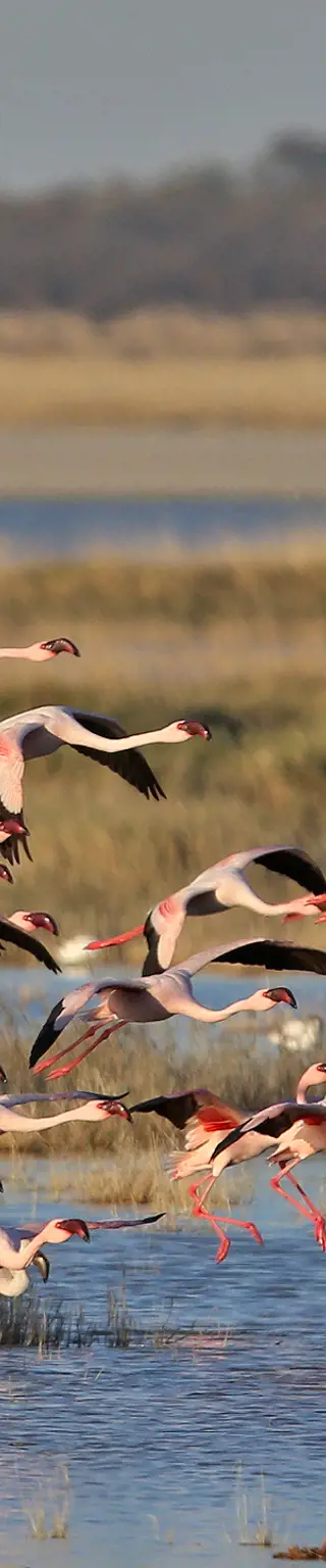 Erlebe Makgadikgadi und Nxai Pan